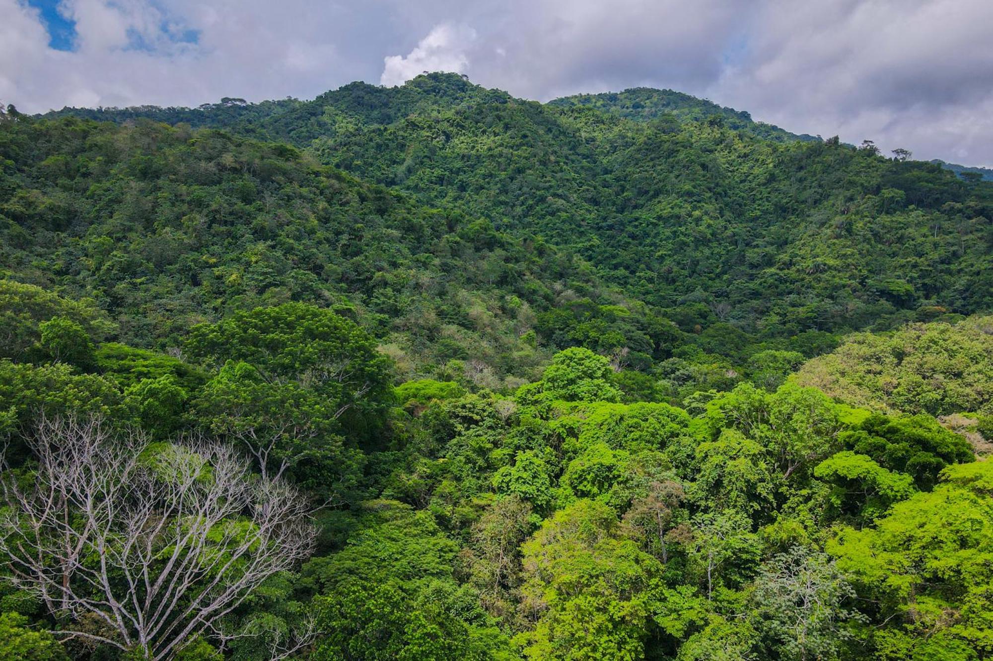 Selva Color - Forest & Beach Ecolodge Quebrada Ganado Exterior photo